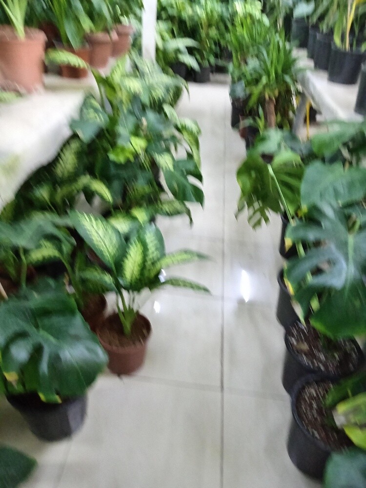 زراعه وديكور - 2