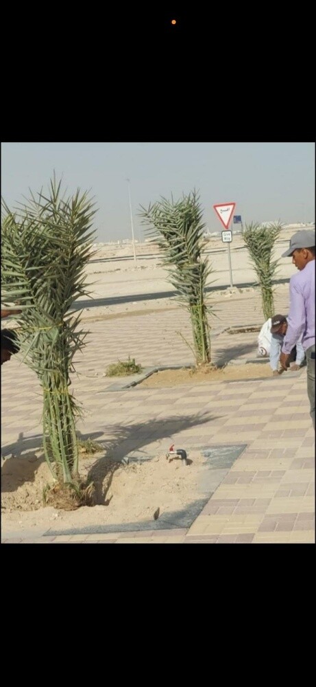 تركيب وتنظيف النخيل - 2
