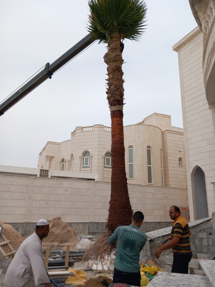 تركيب وتنظيف النخيل - 19