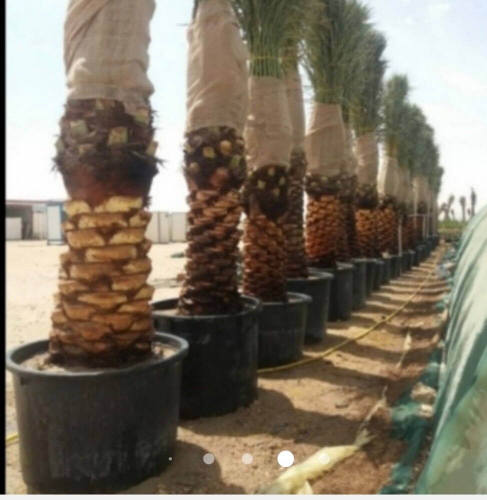 زراعه العشب والنخيل - 7