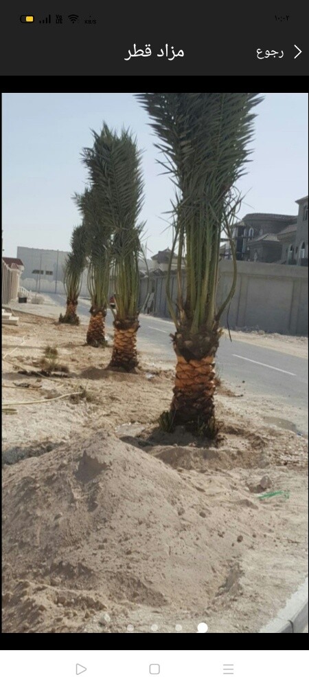 زراعه العشب والنخيل - 6
