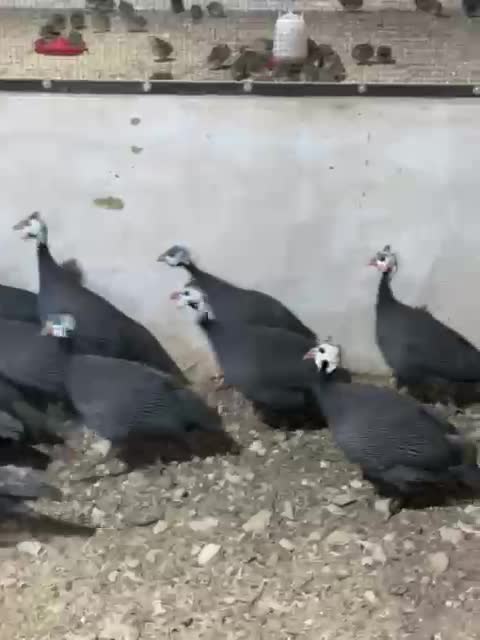 للبيع - 1