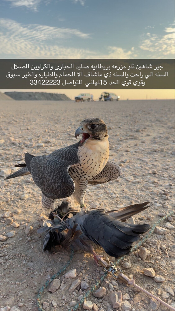 جير شاهين قوي 12000 قابل بالمعقول - 1
