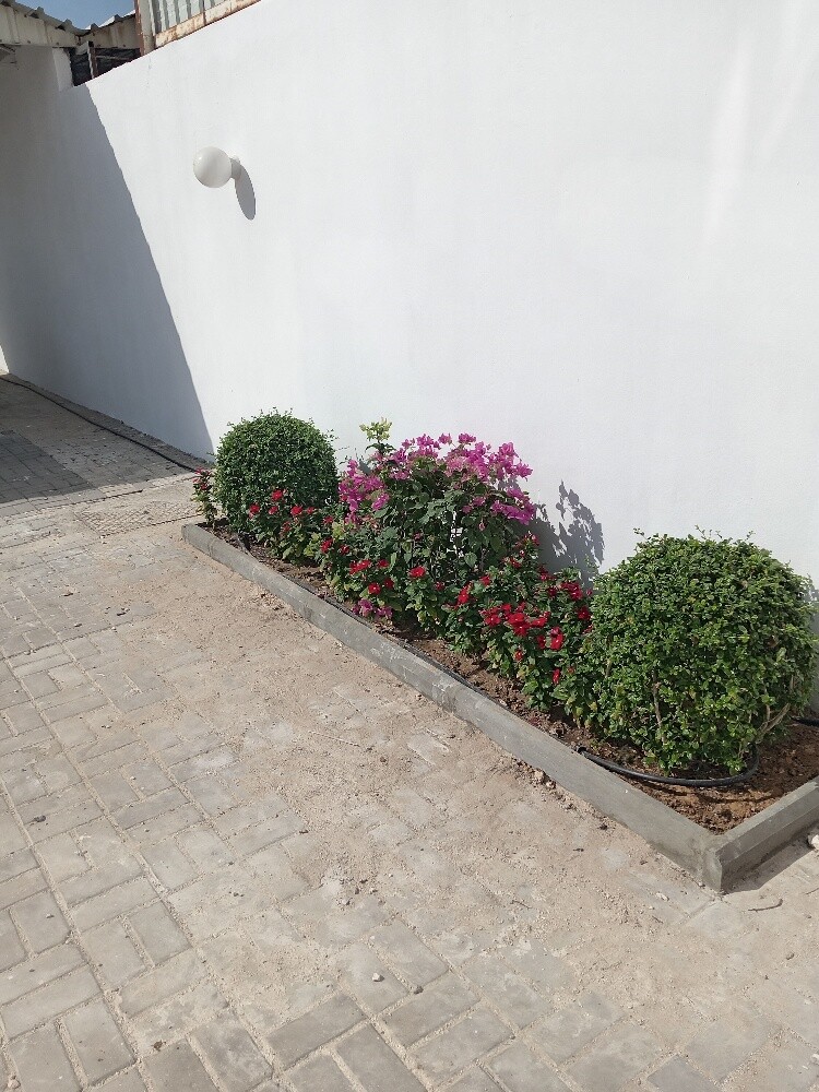 زراعه وديكور - 2