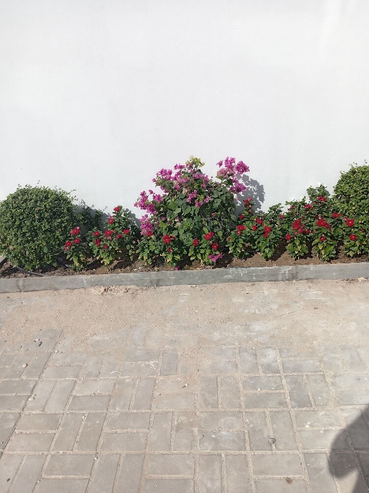 زراعه وديكور - 1