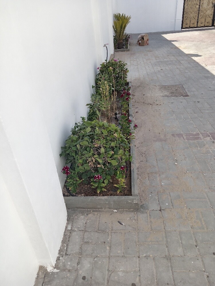 زراعه وديكور - 3