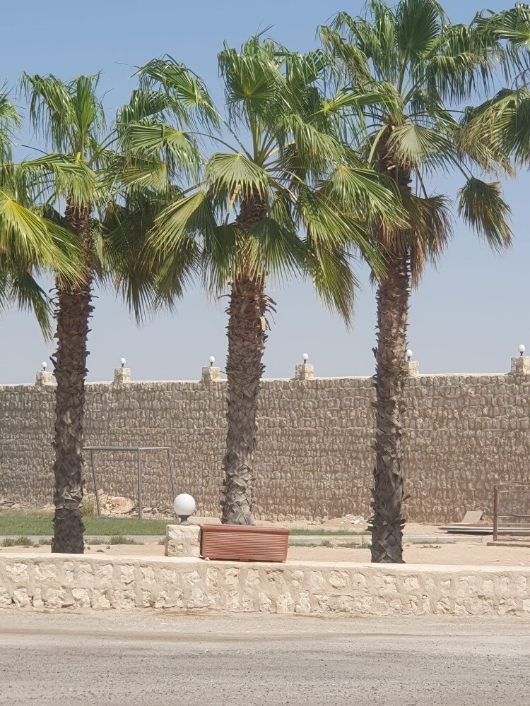 زراعه وتنسيق العشب - 4