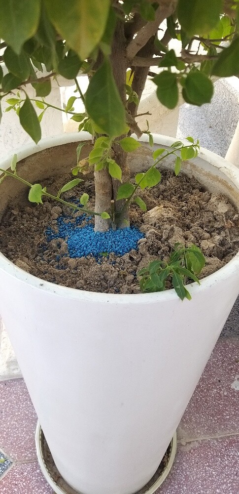 قص العشب وتنظيف الحدائق - 4