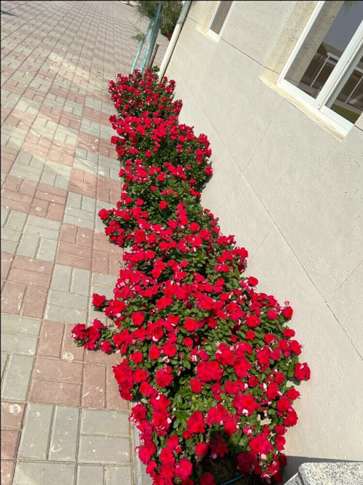 زراعه جميع انواع الورود - 2