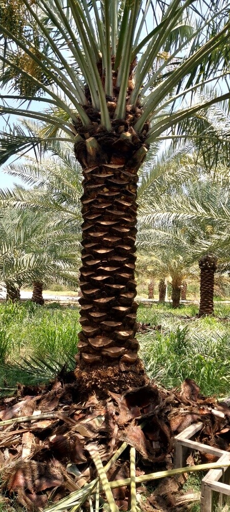 منسق حدائق 55079950 - 10
