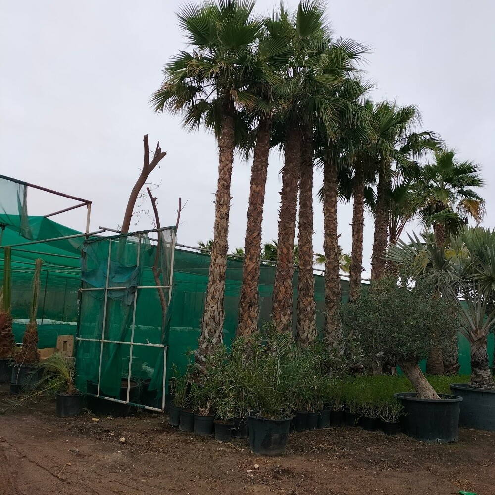 منسق حدائق 55079950 - 3