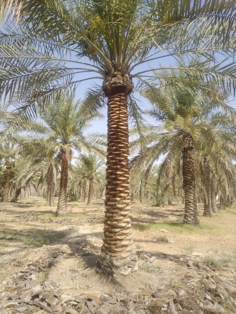 تنظيف ورش النخيل 55079950 - 10