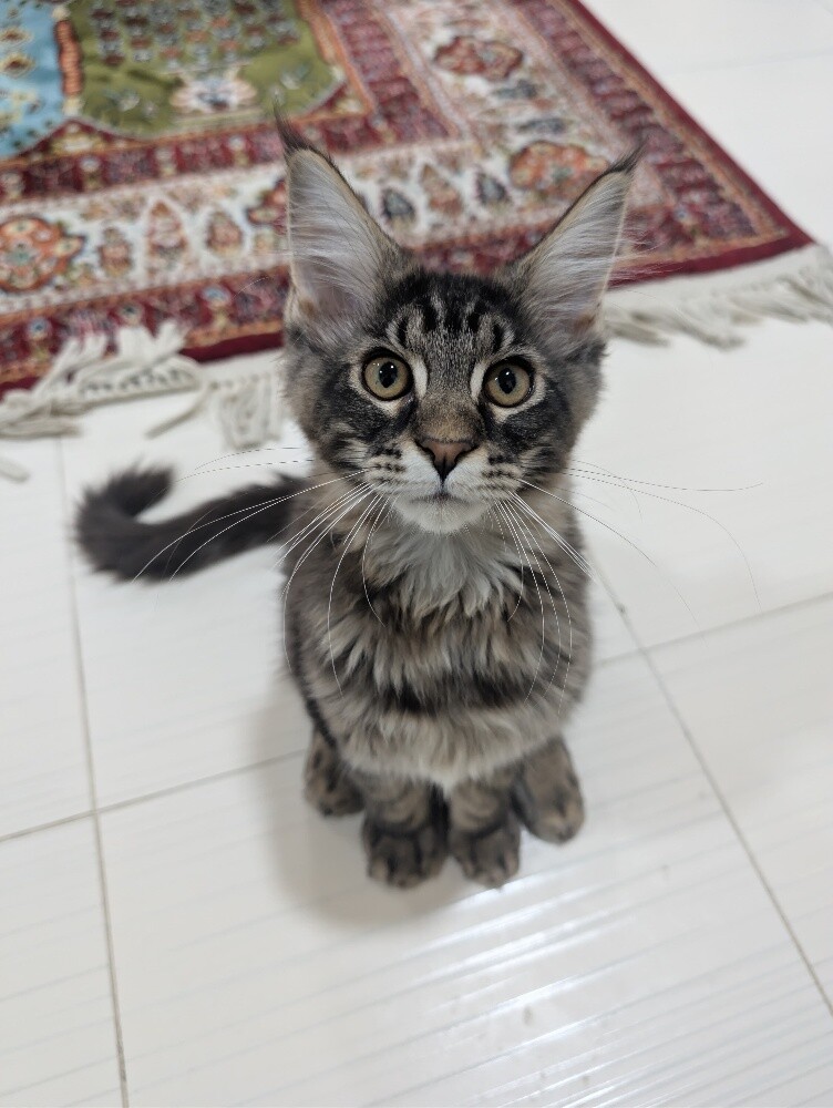 maine coon kittens - 4