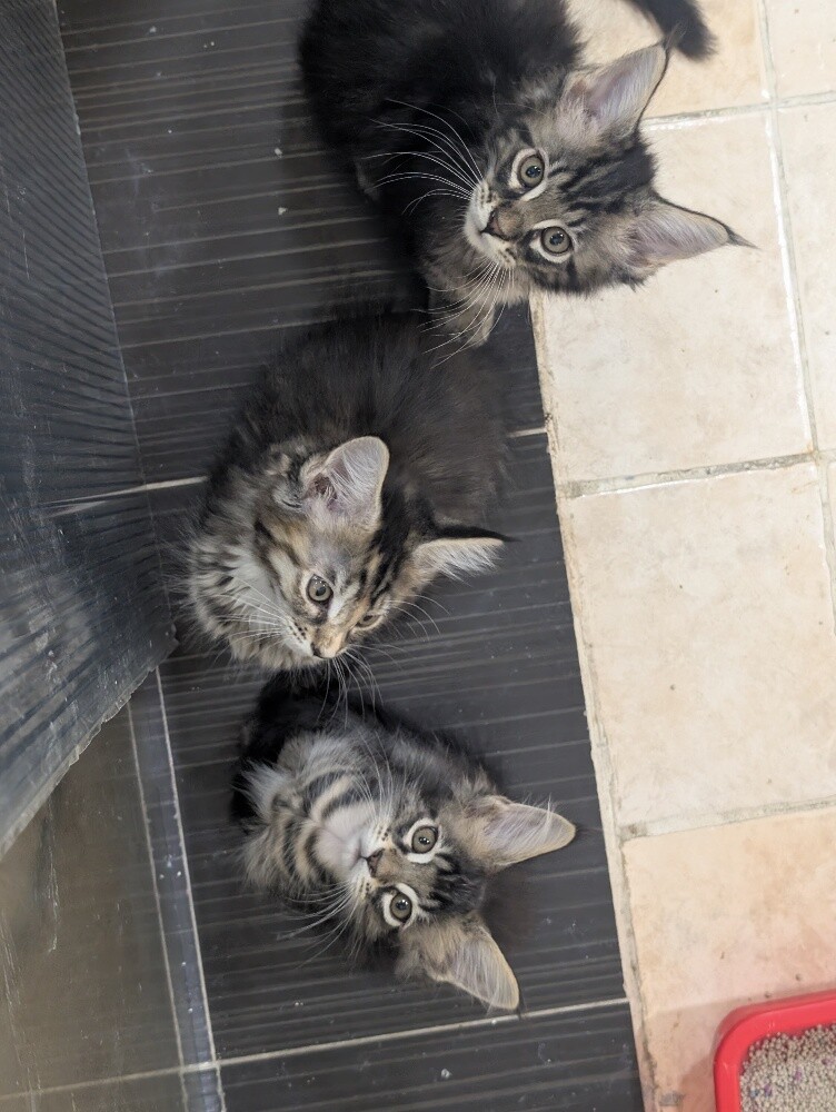 maine coon kittens - 6