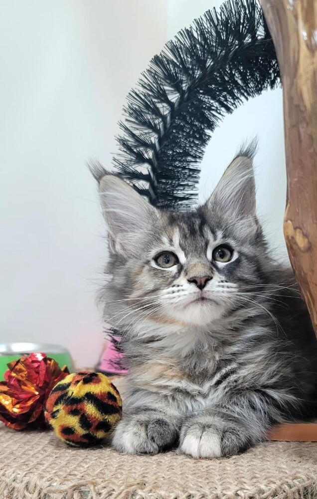 maine coon kittens - 5