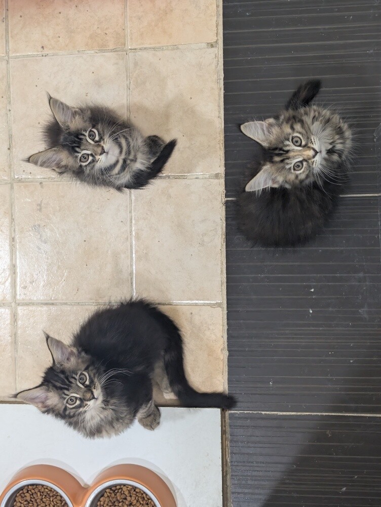 maine coon kittens - 7