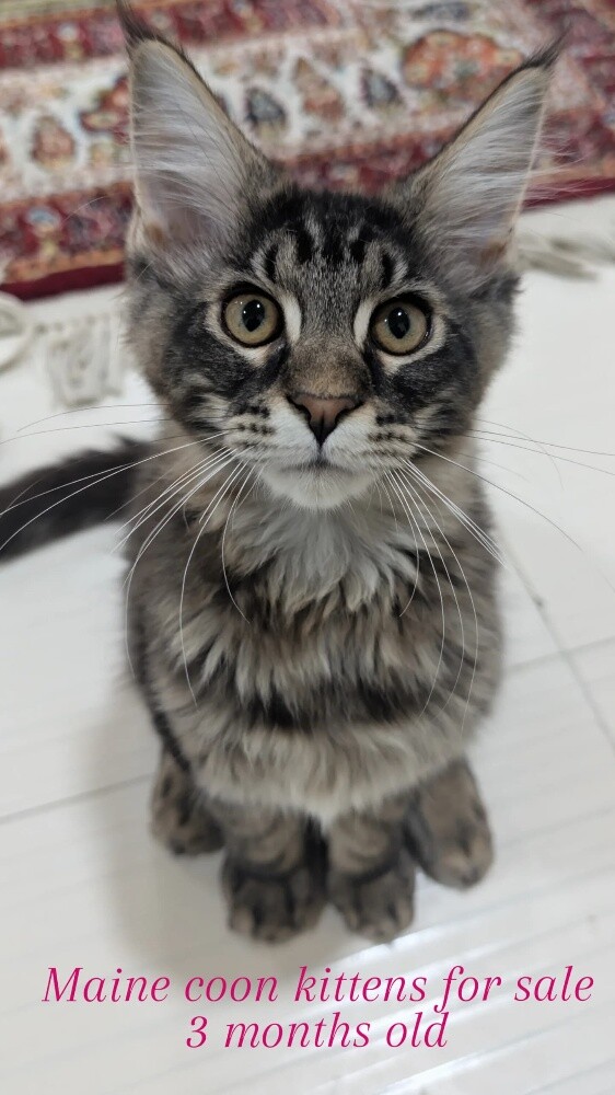 maine coon kittens - 3