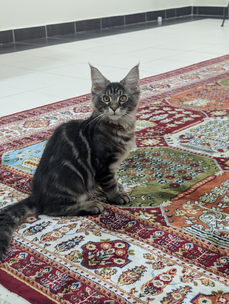 maine coon kittens - 1