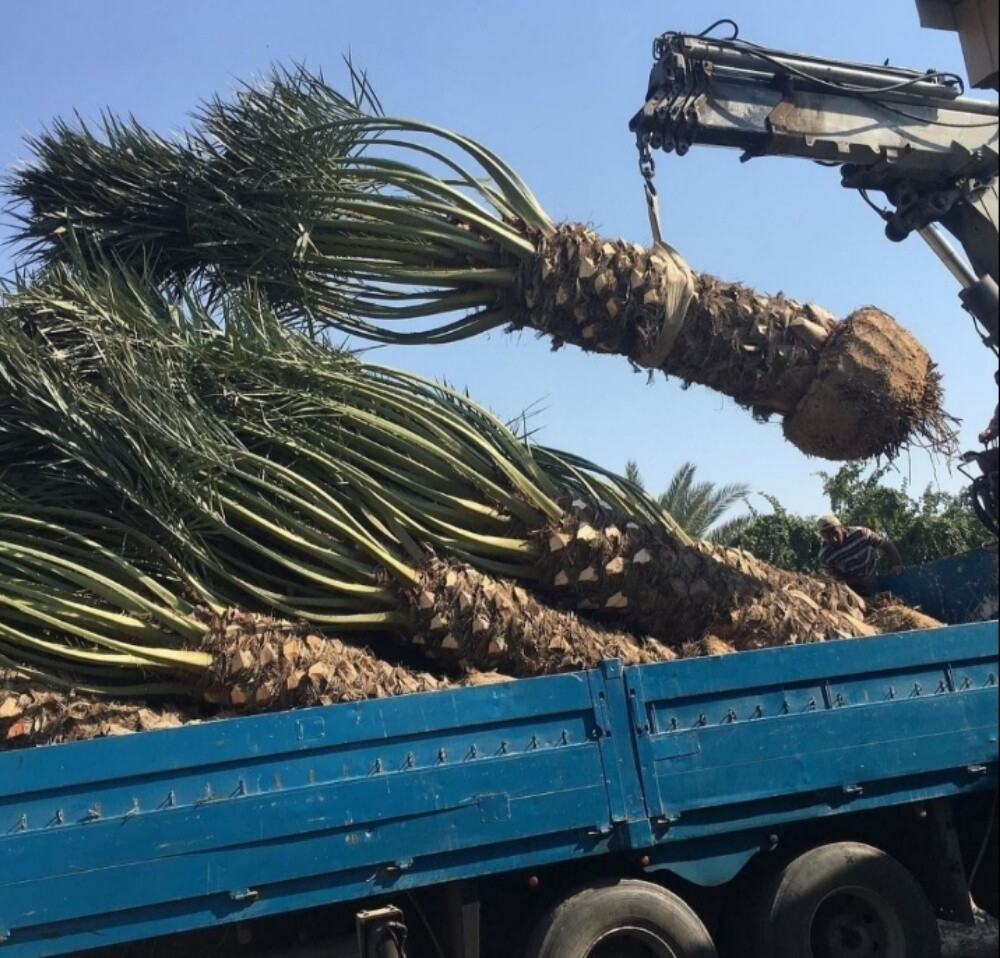تركيب وتوريد النخيل وشنطونيا - 1
