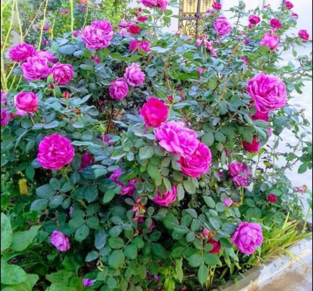وشنطنيا للبيع - 3