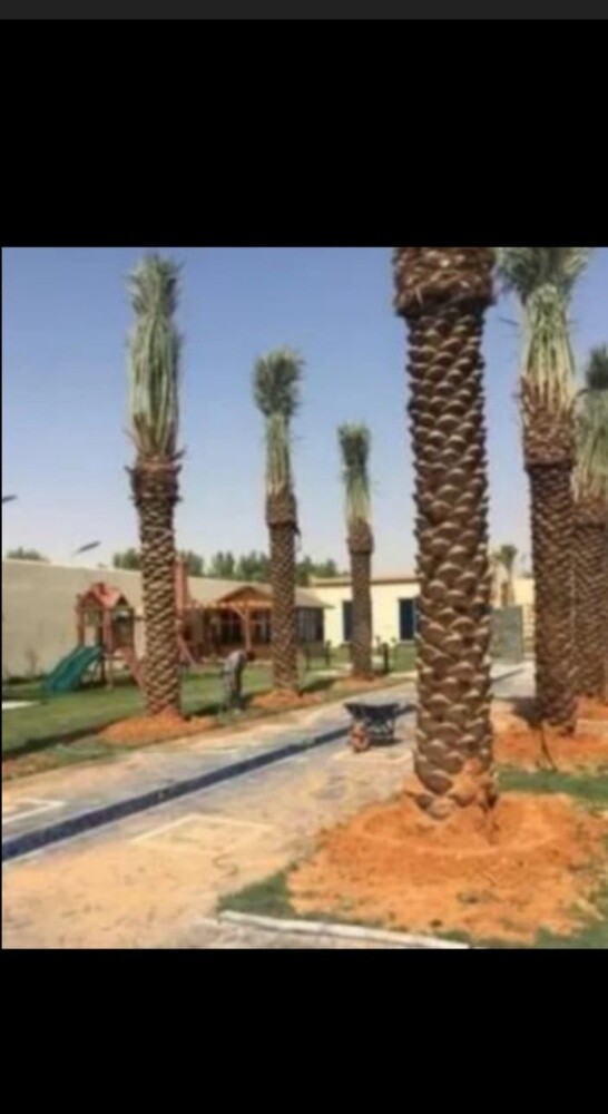تركيب النخل الزينه وشنتني والمثمر - 8