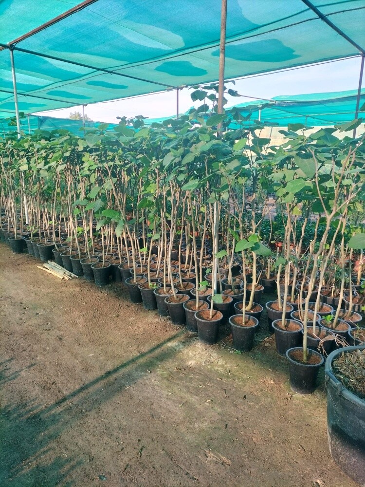 عشب شتلات 55079950 - 11