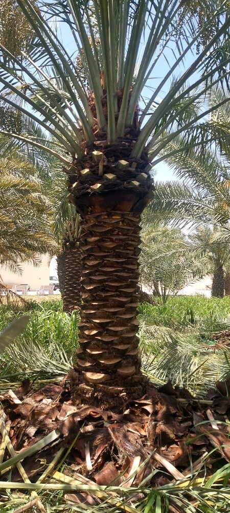 زراعه نخيل اخلاص 55079950 - 10