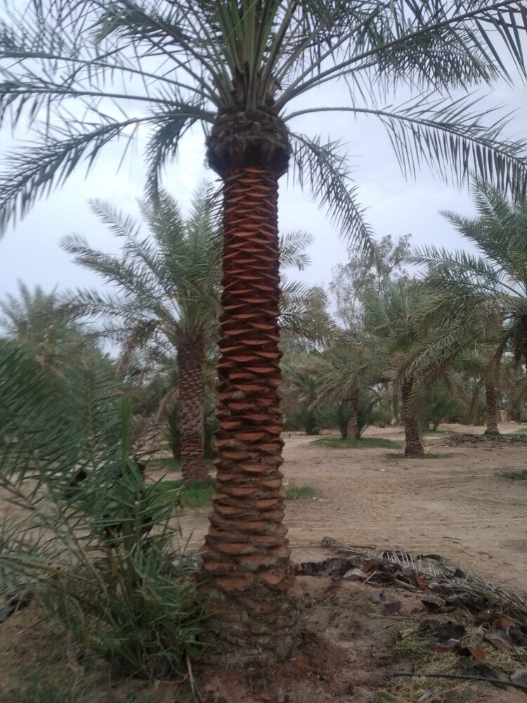 زراعه نخيل اخلاص 55079950 - 15
