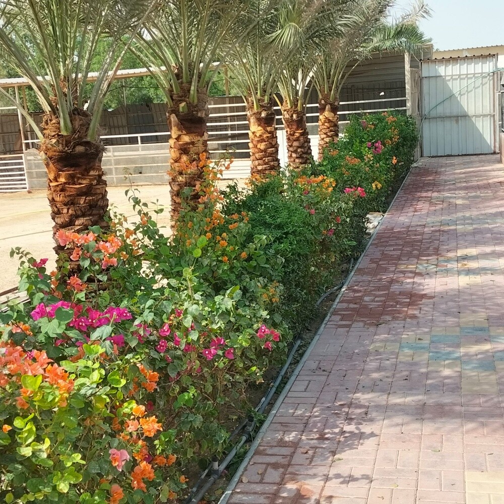 زراعه نخيل اخلاص 55079950 - 4