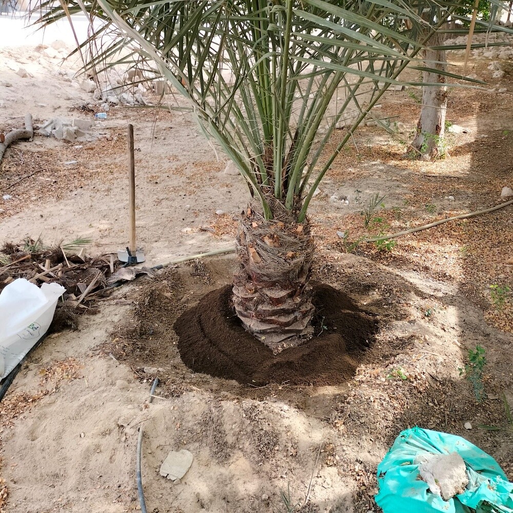زراعه نخيل اخلاص 55079950 - 11