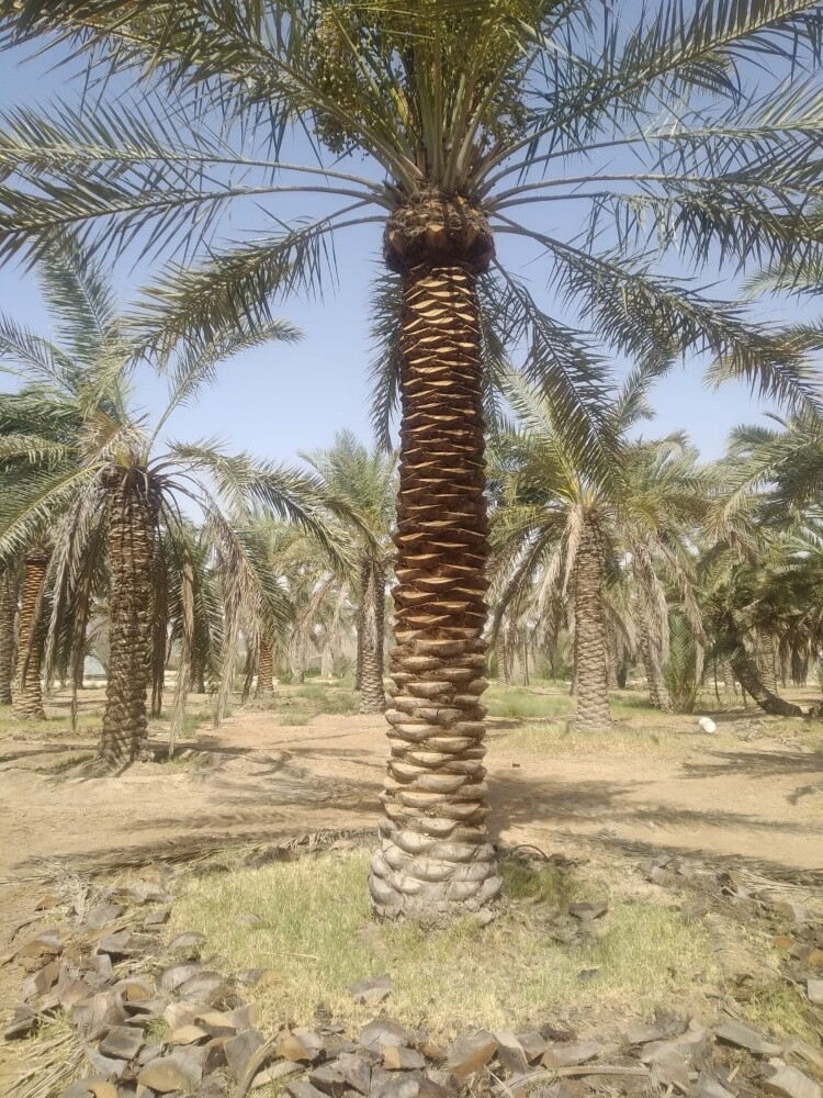 زراعه نخيل اخلاص 55079950 - 13