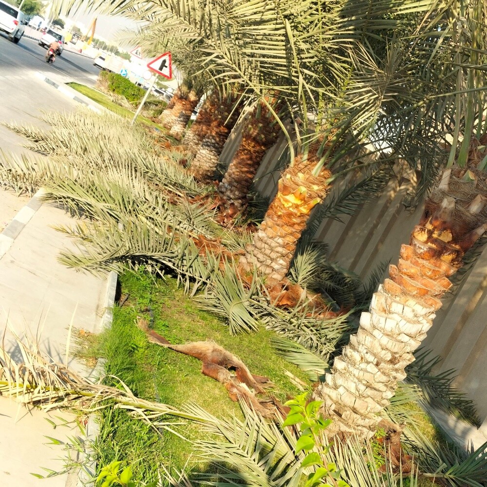زراعه نخيل اخلاص 55079950 - 1