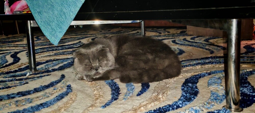 mimi - 1