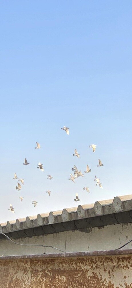 مجموعه كامله زاجل سباقات شهادات - 3