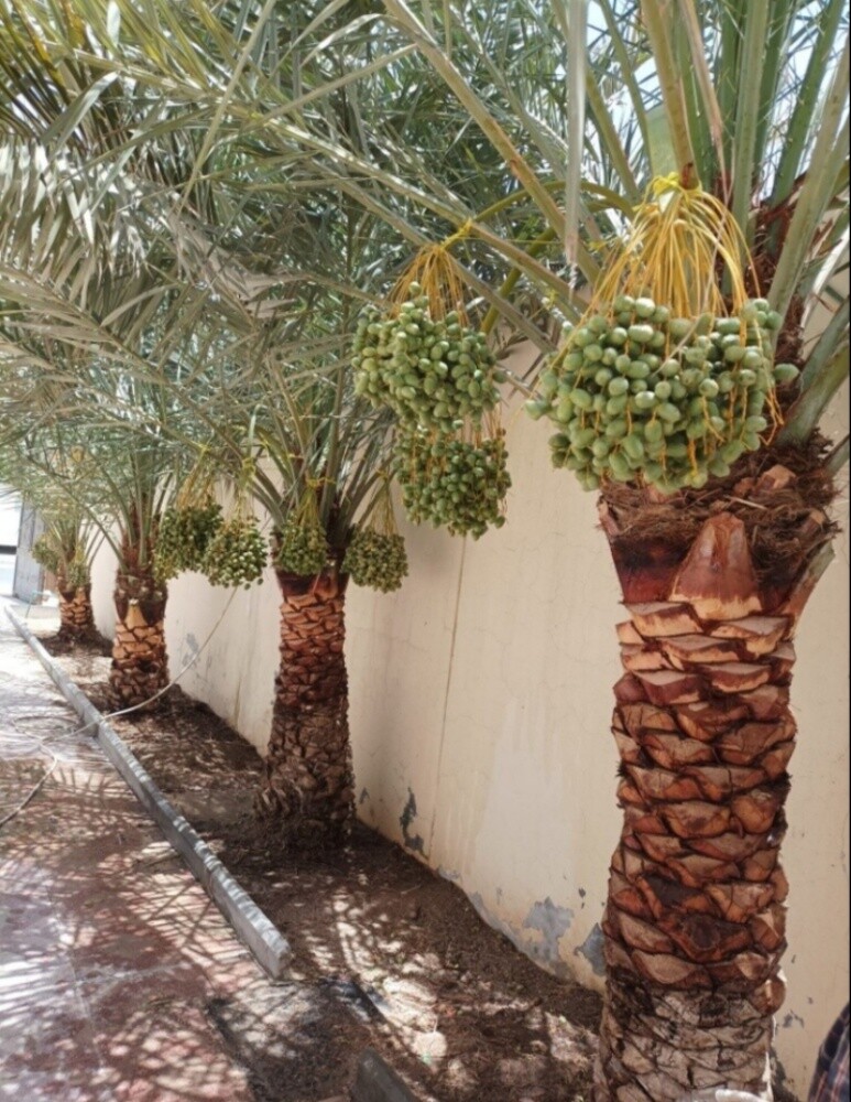 رش وتقريب النخل في المزارع - 2