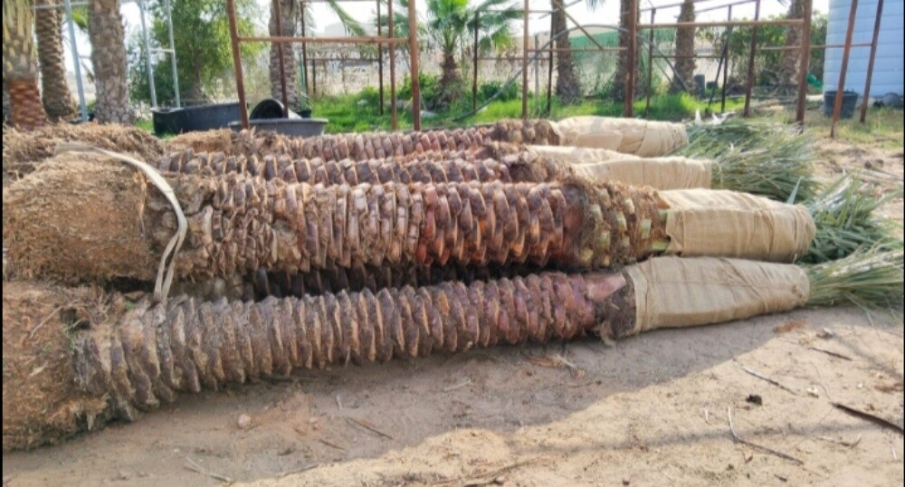 توريد وتركيب النخيل وشنطونيا - 5