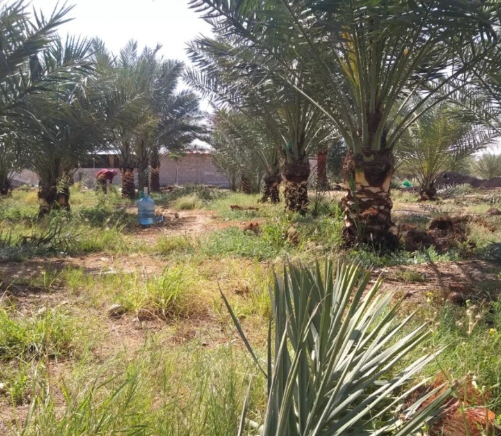 توريد وتركيب النخيل وشنطونيا - 9