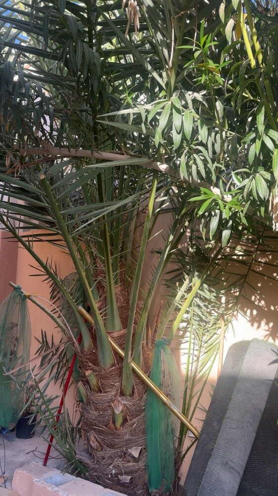 توريد وتركيب النخيل - 8