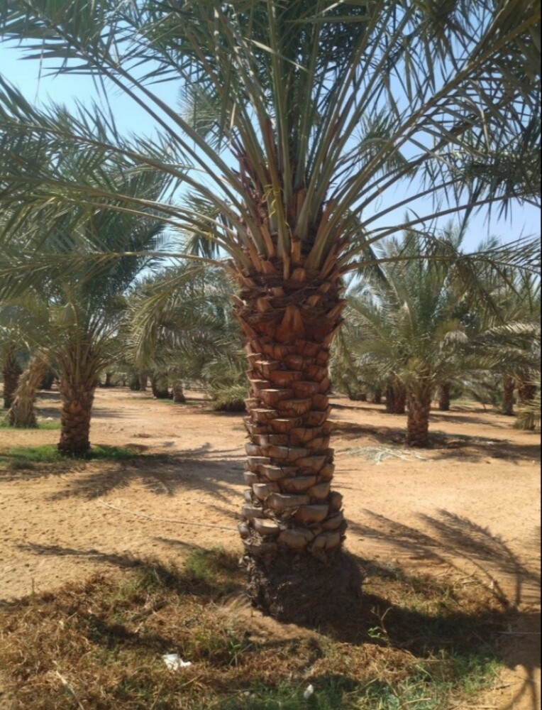 زرعه وديكور - 5