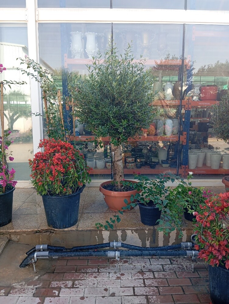 زرعه وديكور - 9