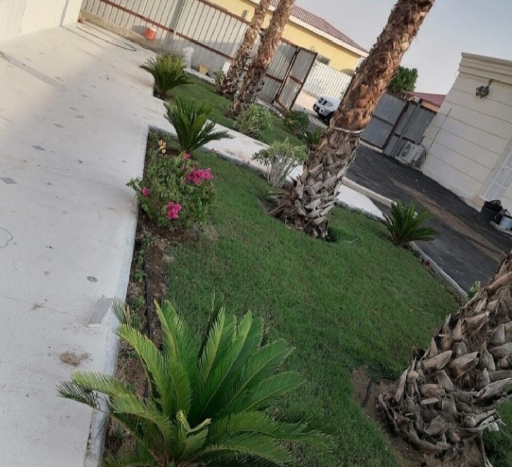 تركيب وتوريد النخيل وشنطونيا - 5
