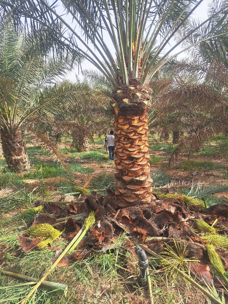 تنسيق الحدايق - 2