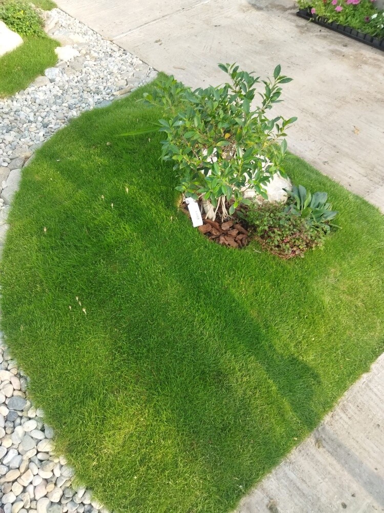 garden every time - 3