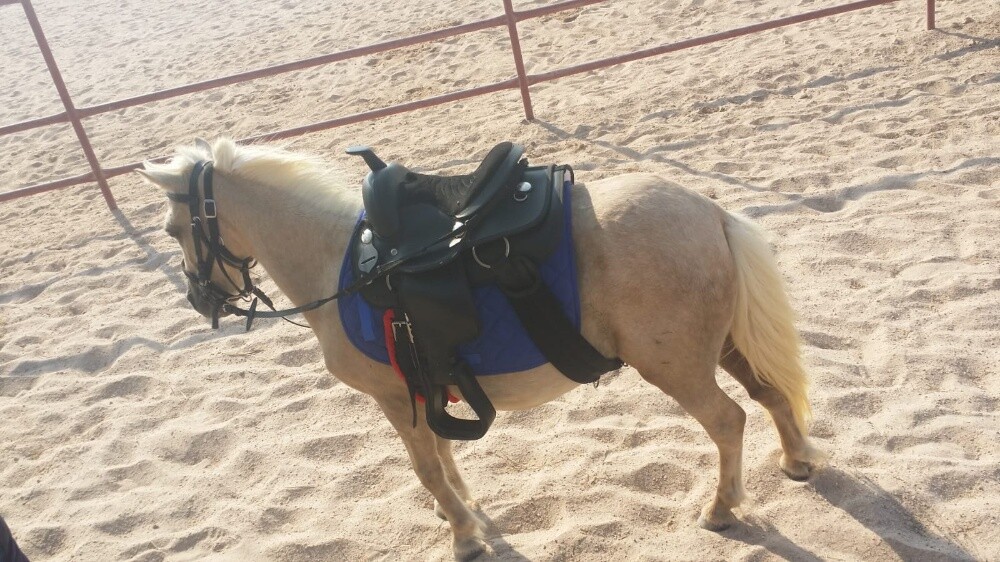للإيجار  بوني للأطفال - 2