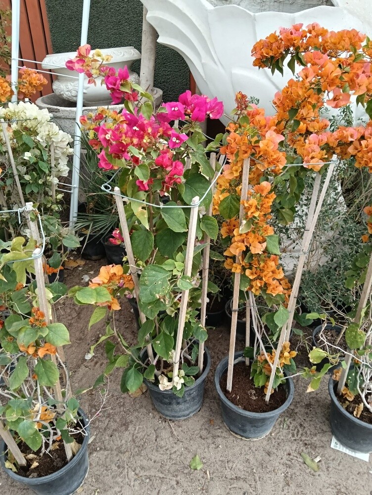 مزارع أعمال الزراعه وتنسيق الحدائ - 2