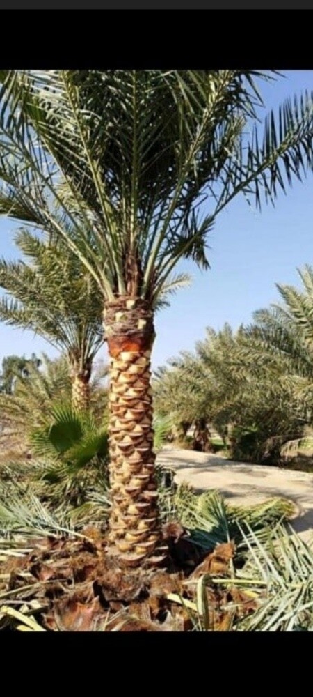 مزارع تلقيح وتقريب النخل ورش - 1