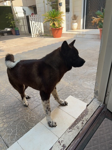 female American Akita - 2