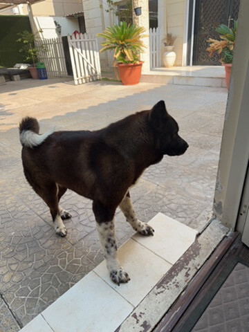 female American Akita - 4