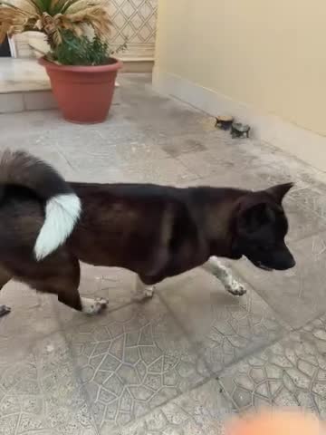 female American Akita - 1