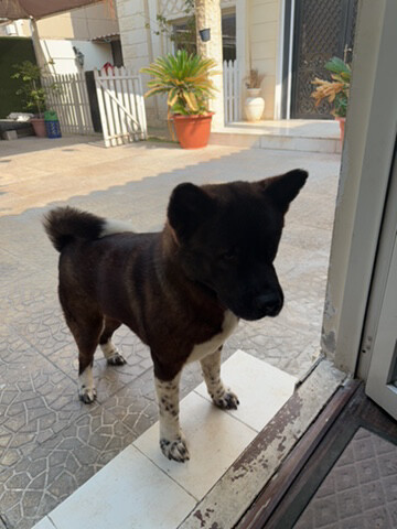 female American Akita - 3
